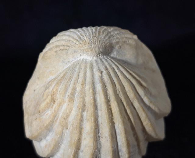 Burmirhynchia decorata (SCHLOTHEIM 1820) - Bild © FossNet FossilienStore